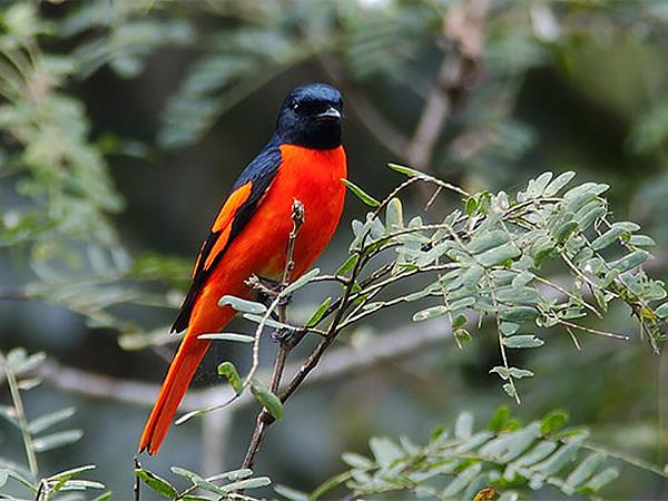 Bird Watching