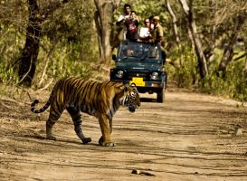 Jungle Safari